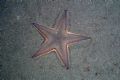 Astropecten jonstoni